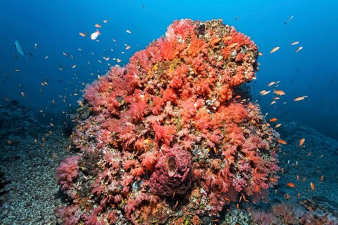 Coral block covered with various red Soft Coral (Alcyonacea) and Sponges (Porifera)