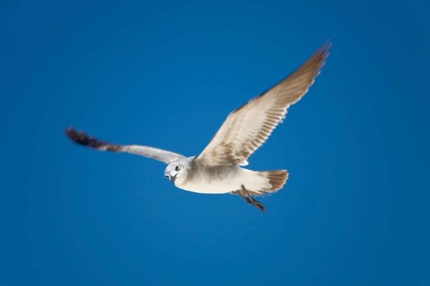 Seagull in flight