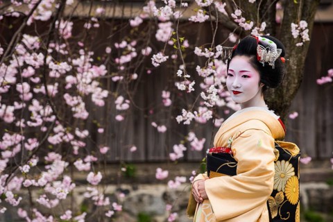 Geisha in front of a blossoming cherry tree in the Geisha quarter Gion
