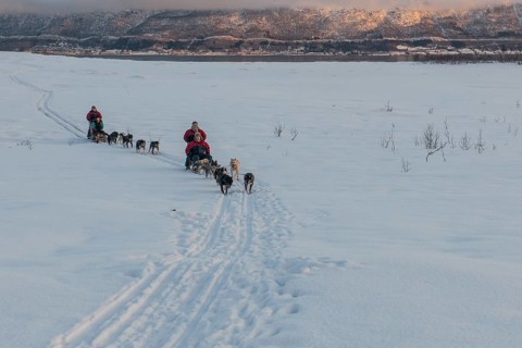 Dog-sledding in the snow