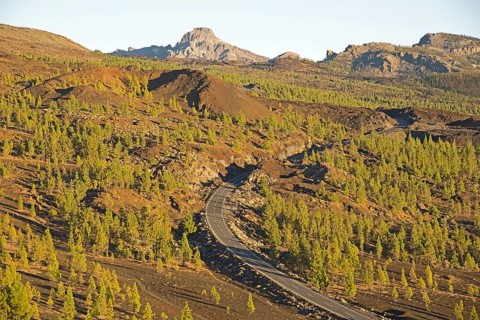 Canary Island Pine (Pinus canariensis) on a road in the Teide National Park