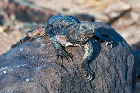 Sea Iguana or Galapagos Marine Iguana (Amblyrhynchus cristatus hassi)