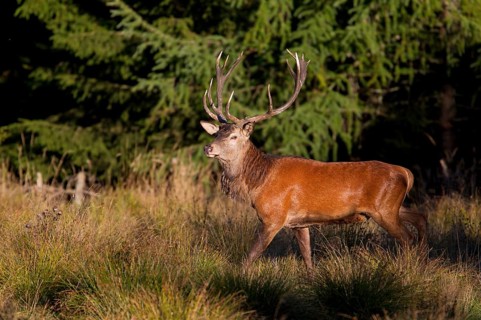 Red Deer (Cervus elaphus)