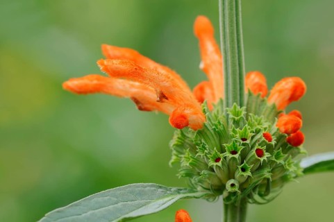 Lion's Ear (Leonotis leonurus)