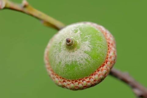 Northern Red Oak (Quercus rubra)