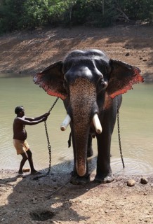 Mahout cleaning an Asian Elephant (Elephas maximus)