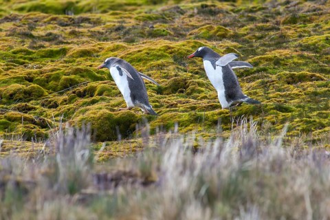 Gentoo Penguins (Pygoscelis papua)