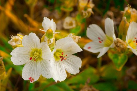 Longpod Sandwort (Minuartia macrocarpa)