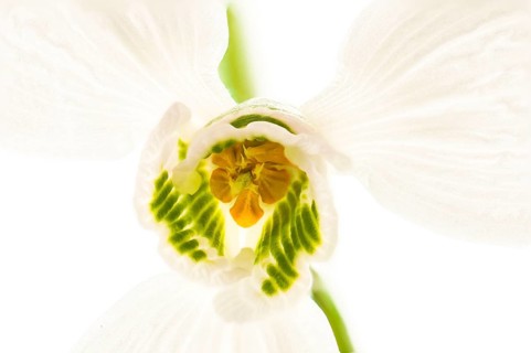 Giant Snowdrop (Galanthus elwesii)
