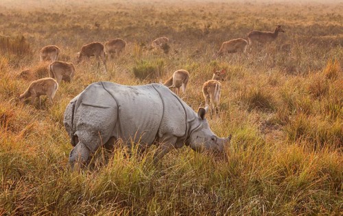 Indian Rhinoceros (Rhinoceros unicornis) in front of Swamp Deer (Cervus Duvauceli)