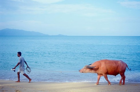 Man with a water buffalo on the beach
