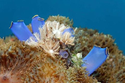 Blue Club Tunicate (Rhopalaea crassa)