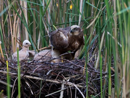 Western marsh harrier (Circus aeruginosus) with chicks in the nest