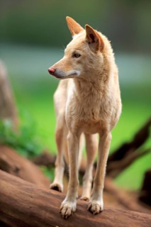 Dingo (Canis familiaris dingo)