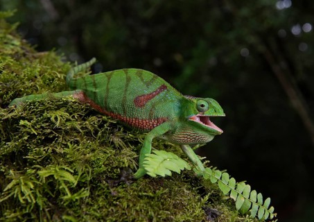 Chameleon (Furcifer timoni)