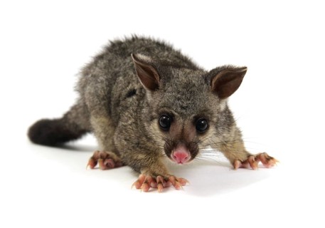 Common Brushtail Possum (Trichosurus vulpecula)