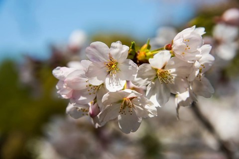 Cherry blossom