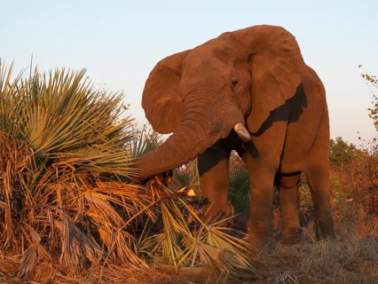African Elephant (Loxodonta africana) feeding on Ilala Palms (Hyphaene coriacea)