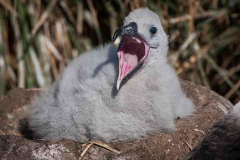 Black-browed Albatross or Black-browed Mollymawk (Thalassarche melanophris)