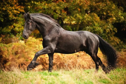 Friesian