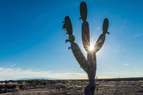 Candelabra Cactus (Jasminocereus thouarsii) in the volcanic landscape of Punta Morena