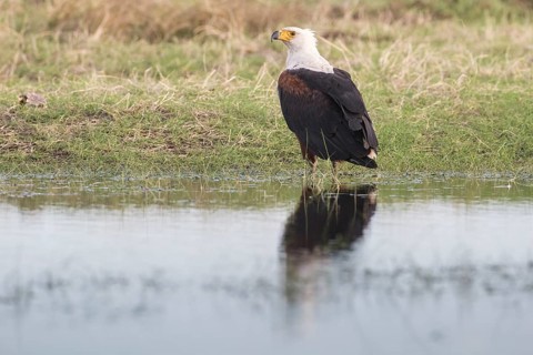 African Fish Eagle (Haliaeetus vocifer)