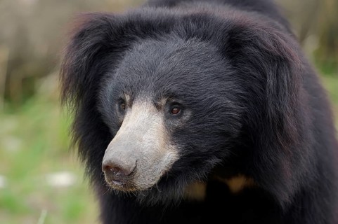 Sloth Bear (Melursus ursinus