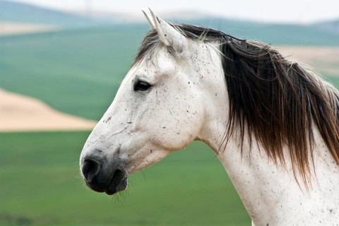 Lusitano horse