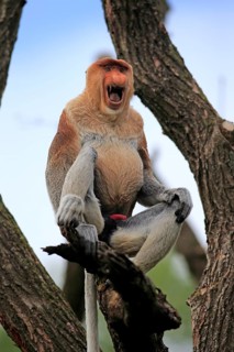 Proboscis Monkey (Nasalis larvatus)