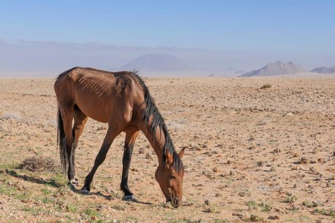 Wild horse in the Namib Desert