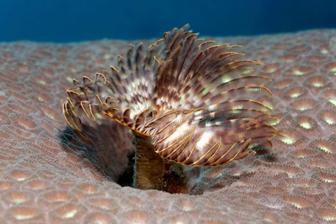 Feather Duster Worm (Sabellastarte sp.)