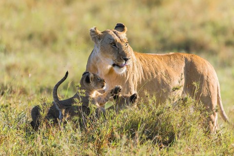 Lioness (Panthera leo) with two cubs