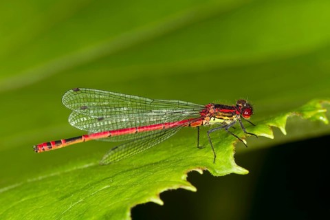 Large Red Damselfly (Pyrrhosoma nymphula)