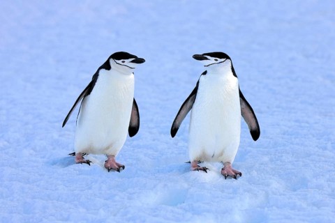 Chinstrap penguins (Pygoscelis antarctica) pair