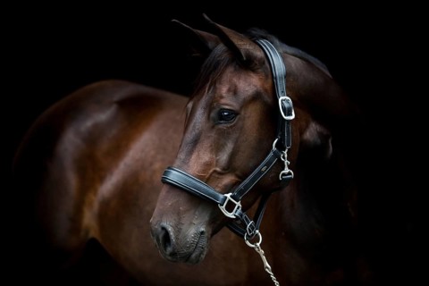 Brown trotter mare wearing a leather halter
