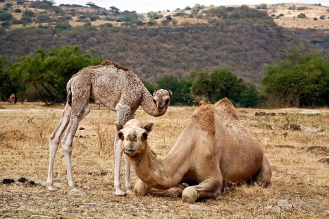 Dromedary or Arabian Camel (Camelus dromedarius) with a calf