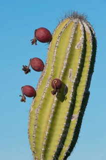 Candelabra Cactus (Jasminocereus thouarsii)