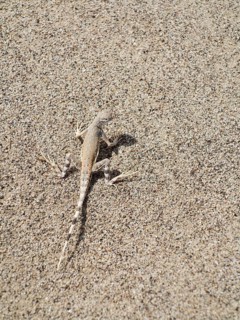 Zebra-tailed lizard (Callisaurus draconoides)