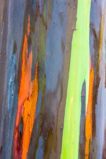 Coloured bark of a Eucalyptus Tree (Eucalyptus sp.)