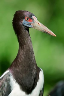 Abdim's Stork (Ciconia abdimii)