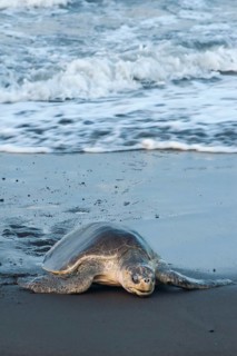 Olive Ridley Sea Turtle (Lepidochelys olivacea)
