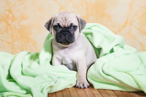 Pug