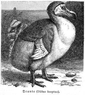 Dodo (Didus ineptus)