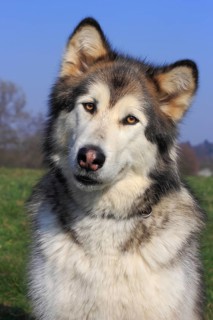 Alaskan Malamute