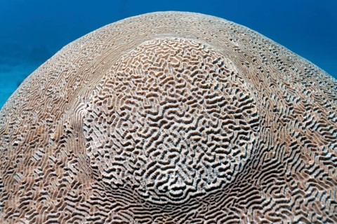 Maze Brain Coral (Platygyra lamellina)
