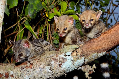 Common genets (Genetta genetta)