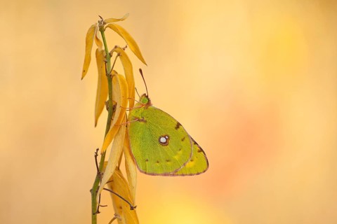 Dark Clouded Yellow (Colias croceus)
