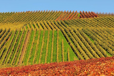 Vineyard in autumn