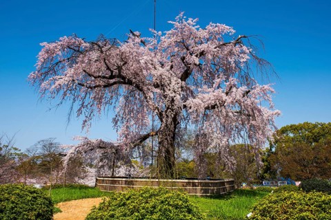 Cherry blossom