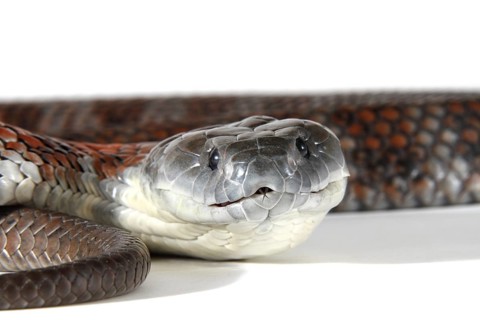 Tiger Snake (Notechis scutatus)